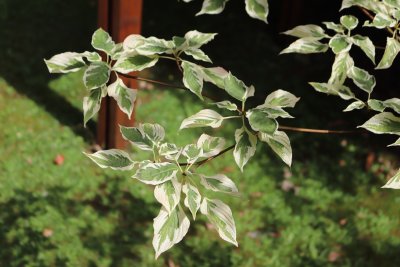 Cornus controversa 'Variegata' - svída sporná - listy (2)